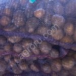 Картофель сорт Коломба