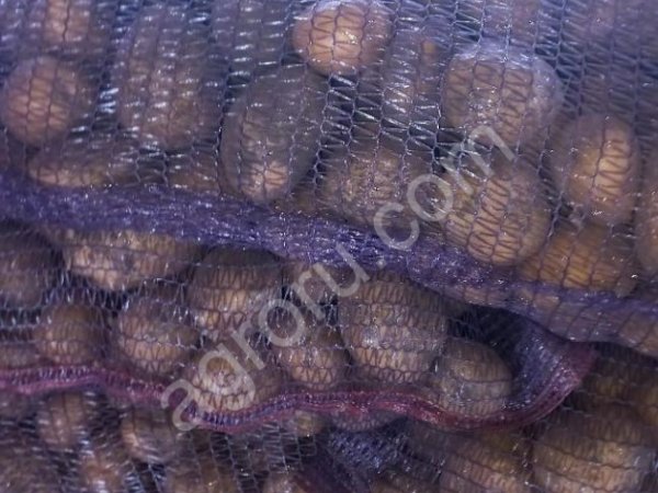 Картофель сорт Коломба