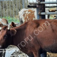 Стельные телки