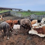 Быки Герифорды