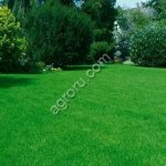 Травосмесь Быстрый газон Для создания быстрого газона и для ремонта существующего