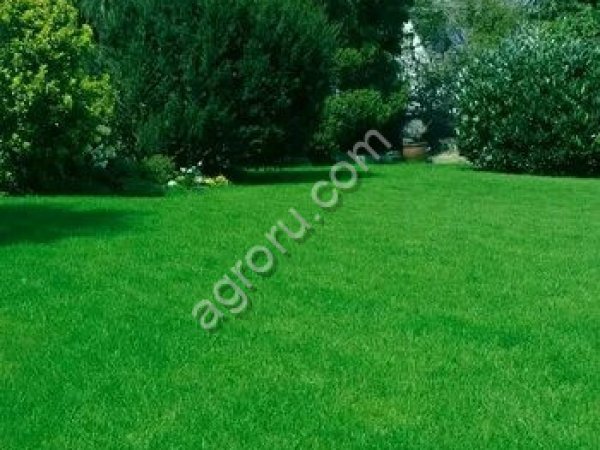 Травосмесь Быстрый газон Для создания быстрого газона и для ремонта существующего