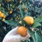 Мандарины оптом без косточек.