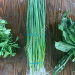 Зелень свежая. Лук, укроп, петрушка, кинза