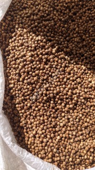 Зерно кориандра (не очищенный) в мешках по 22 кг