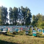 Пчелопакеты Карника