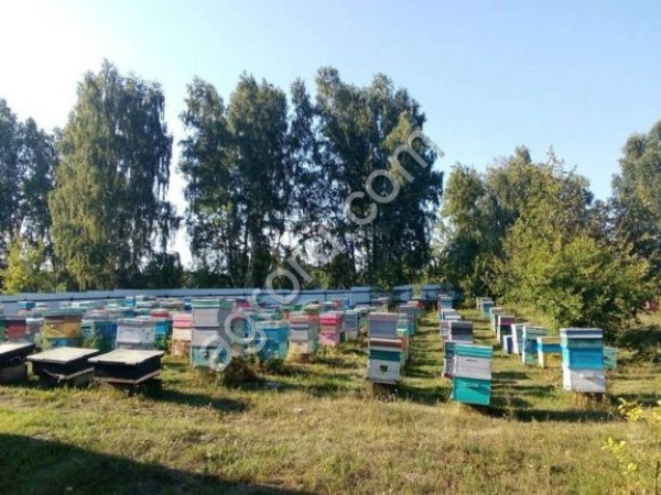 Пчелопакеты Карника