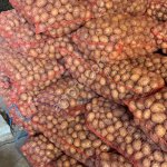 Картофель сорт Гала