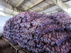 Картофель оптом