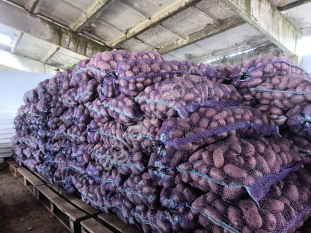 Картофель оптом