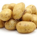 семенной картофель