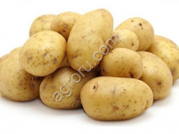 семенной картофель