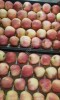 Яблоки оптом Гала Шнига 65-80 1сорт