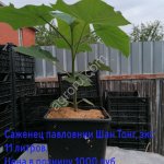 Саженцы Павловнии гибрид Шан Тонг