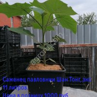 Саженцы Павловнии гибрид Шан Тонг