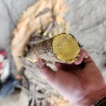 Корень солодки.