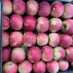 Яблоки сорт Айдоред