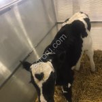 Телята. Бычки, Телочки