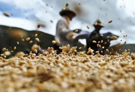 Краткий обзор мирового зернового рынка