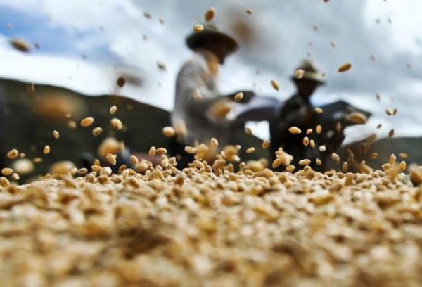 Краткий обзор мирового зернового рынка