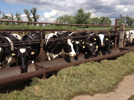 Фермеры Новой Зеландии пострадали от землетрясения