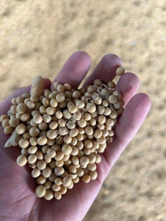 NON GMO SOYBEANS