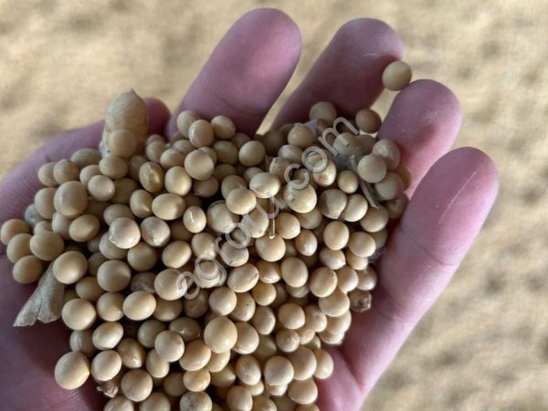 NON GMO SOYBEANS