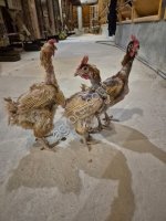 КУРЫ- НЕСУШКИ (старка)