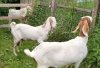 Козы гулаби нубийские (стадо)