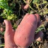 Картофель - Аризона, Ред Скарлетт