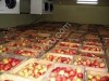 Оптовые яблоки от производителя