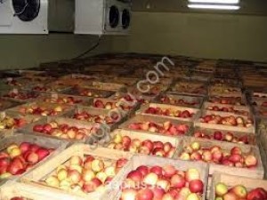 Оптовые яблоки от производителя