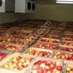 Оптовые яблоки от производителя