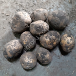 картофель на переработку