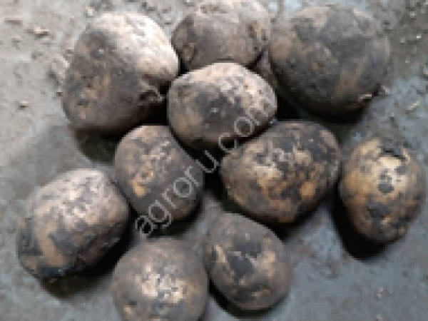 картофель на переработку