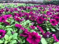 Рассада однолетних цветов