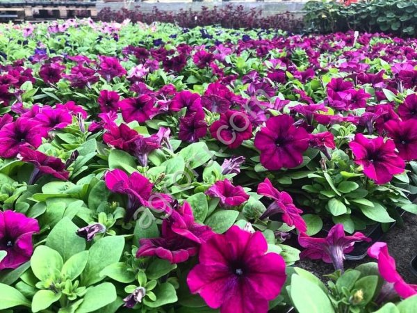 Рассада однолетних цветов