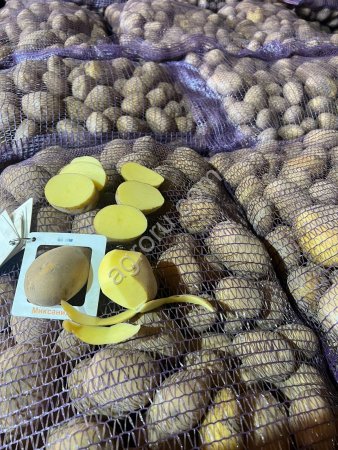 Картофель Королева Анна 5+ Брянск, под мойку, на сети