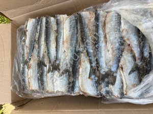 Сельдь тихоокеанская ПБГ