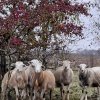 Баранчики чистокровные катумские