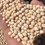 Горох FOB Новороссийск