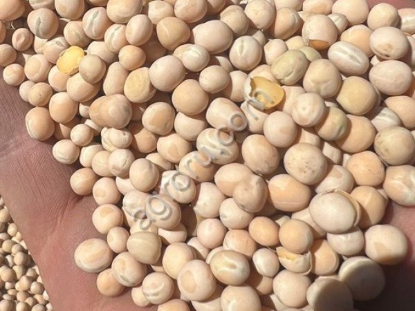 Горох FOB Новороссийск