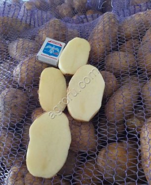 Картофель Коломба