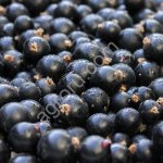 Смородина черная замороженная