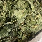 Смородина лист