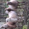 Баранчики чистокровные катумские