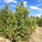 Сосна сибирская (кедр) 1-2 м