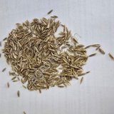 Райграс однолетний