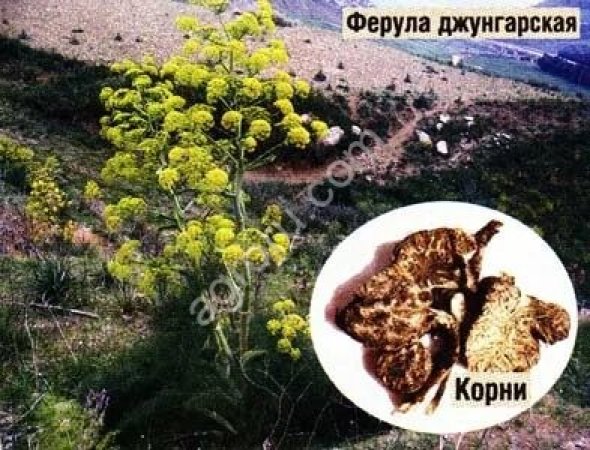 Ферула Туркестанская Лекарство номер 1