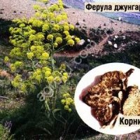 Ферула Туркестанская